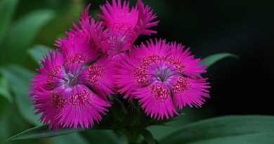 Dianthus – Hardy Pinks, Sweet William, Perennials Guide To Planting Flowers