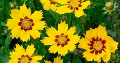 COREOPSIS