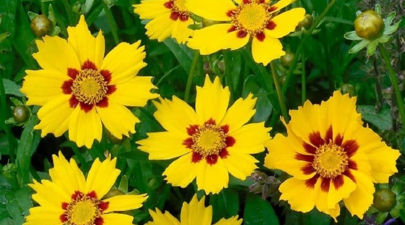 COREOPSIS