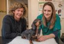 Incredible Story Of Sausage Dog Who Blew Up Like A Balloon – And Had To Be Deflated After Life-Saving Surgery
