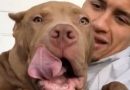 Football Star Slammed For Posing With “Mutilated” ‘Devil Dogs’ On His Breeding Business’ Website
