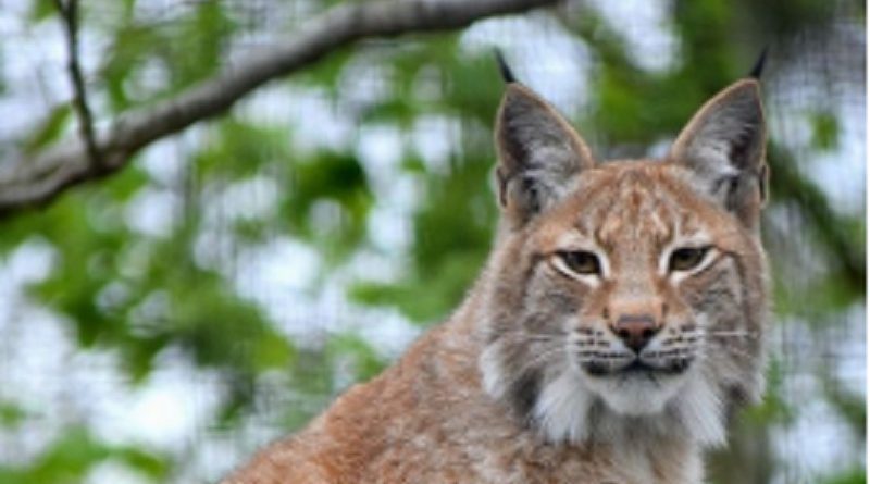 Lynx