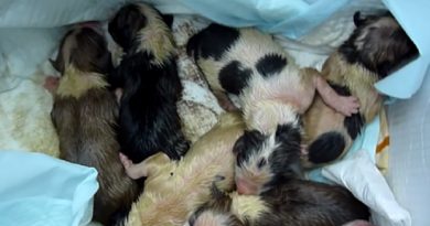 Rescue Newborn Puppies