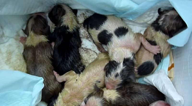 Rescue Newborn Puppies