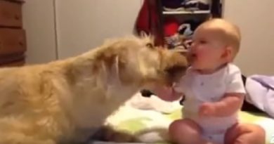 DOGS & BABIES