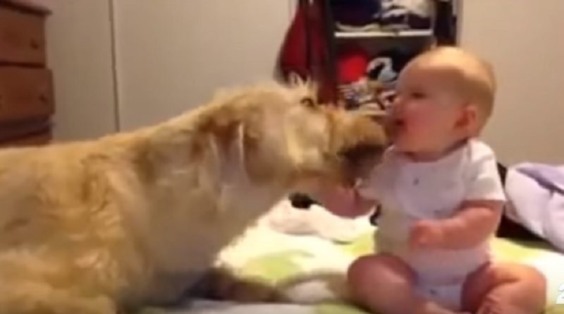 DOGS & BABIES