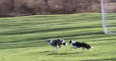 10 Fastest Dog