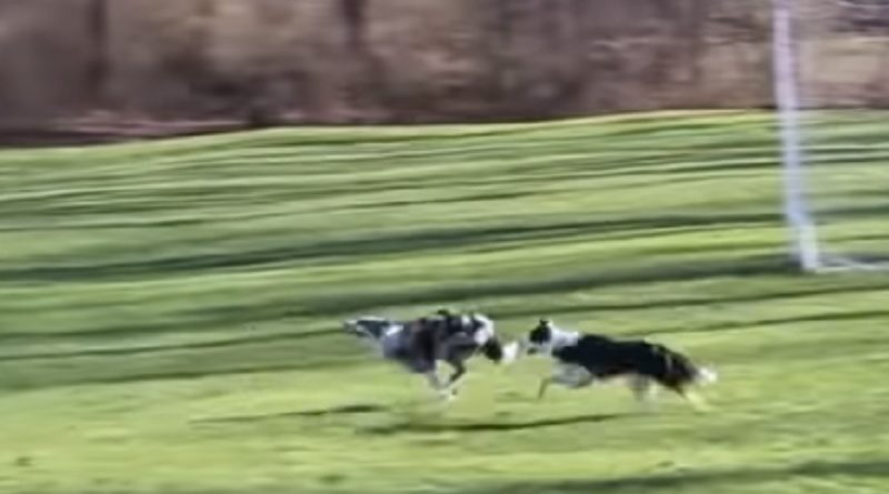 10 Fastest Dog