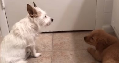 Confused Pets