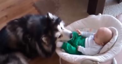 Dogs Babysitting Babies