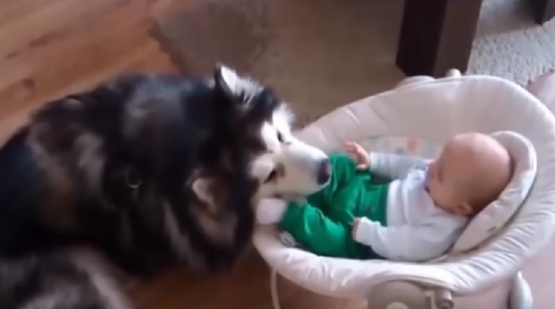 Dogs Babysitting Babies