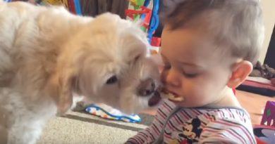 Baby And Dog