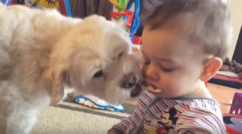 Baby And Dog