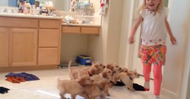 9 Puppy Chase