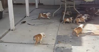 Bulldog puppies chasing mom