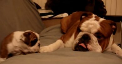 English Bulldog Father