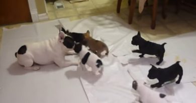 French bulldog playing