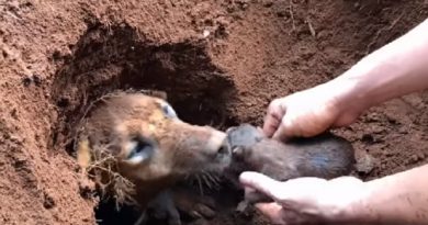 9 Newborn Puppies