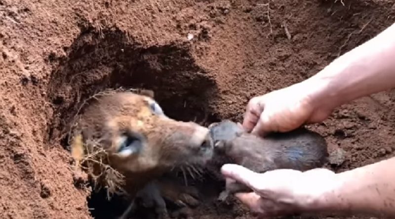 9 Newborn Puppies