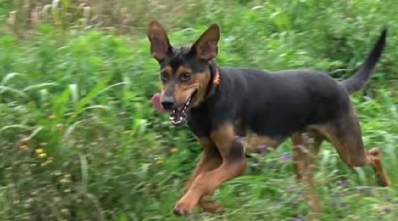 Starving Injured Dog