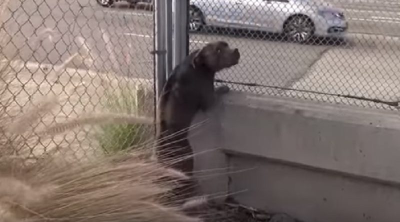 Homeless Pit Bull