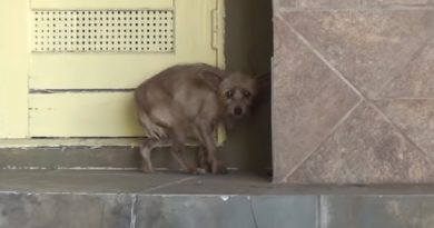 Rescuing A Terrified Abandoned Dog - The Transformation Will Amaze You! (VIDEO)