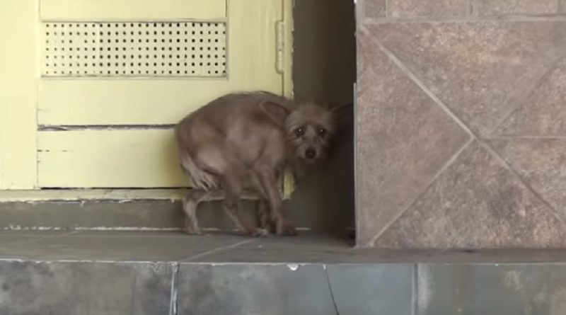 Rescuing A Terrified Abandoned Dog - The Transformation Will Amaze You! (VIDEO)