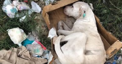 Rescue Poor Abandoned Dog In A Cardboard Box (VIDEO)