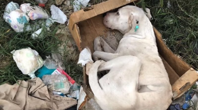 Rescue Poor Abandoned Dog In A Cardboard Box (VIDEO)