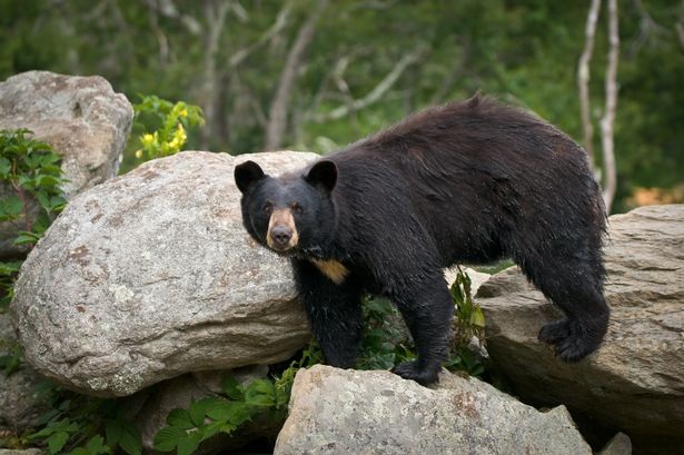 Bear Shot And Killed