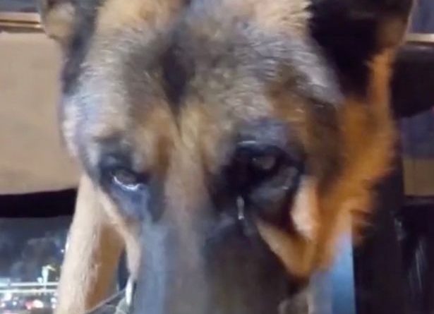 Dog 'Cries' As